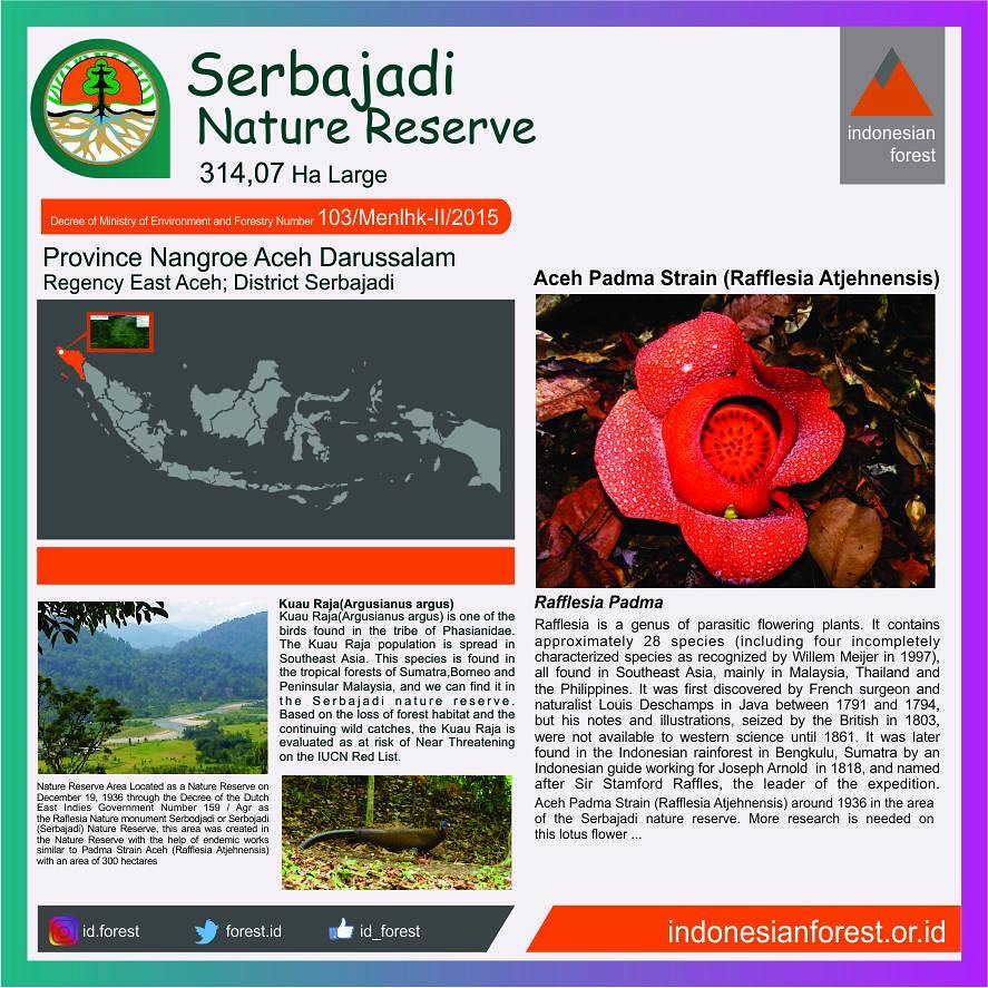 Indonesian Forest tweet media