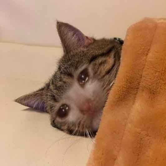 thingstwt's tweet image. Queria ver o rostinho dos meus filhos.