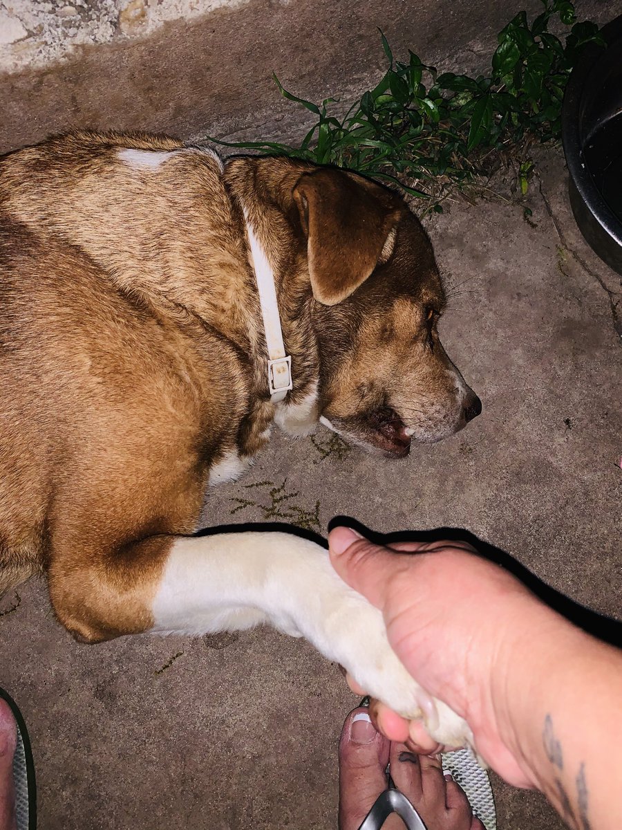 cluna203's tweet photo. I will never forget you baby girl.๐ข Hazel our protector, loyal, she was sweet and hard core, she was the boss and all the other dogs knew it. Itโs never easy losing a pet. #RIPHazel๐ #pitbull half #labrador we will forever #Missyou ๐ข #Petsfortheworld https://t.co/0QFQpo4Oq9
