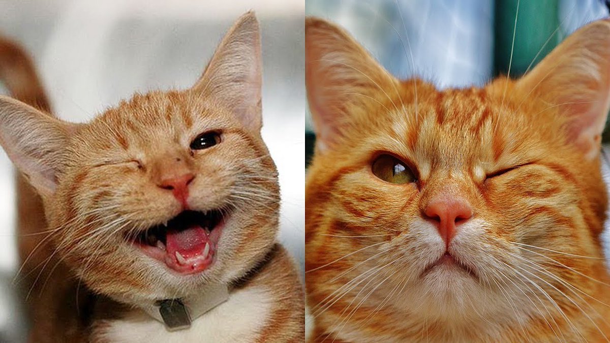 MeowMoeDotCom's tweet photo. #Cats #Reaction - Cute #Cats - Goofy ...
#Cats #Cat #Kittens #Kitten #Kitty #Pets #Pet #Meow #Moe #CuteCats #CuteCat #CuteKittens #CuteKitten #MeowMoe
#AnimalsVideo #Animalsfunny #CatsAndDogs #CatsAndDogsReaction #CatsReaction
https://t.co/yMJV6pun0s
. https://t.co/OAeGGZMGtc