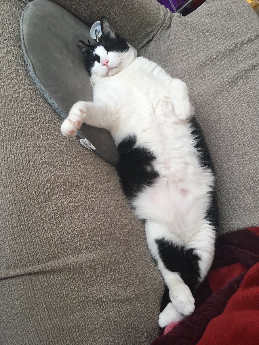 Nyah もはや ソファベッド ハチワレ デブにゃん 白黒 猫 T Co Xgeqzl0zhk Twitter