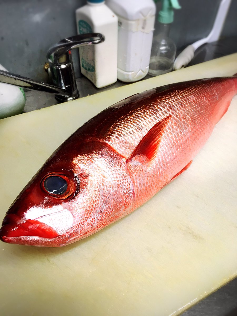 ট ইট র 海鮮居酒屋 豊しん 今日のランチは 激レアの深海魚ハチビキあります 見た目は真っ赤な赤身ですが 分類上は白身と変わった魚 ハチビキ刺身 マカジキづけ丼 銀座伴助ホッケ焼き サバの塩焼きなどなど 今日 明日はブリしゃぶ鍋あります 14 00 予約