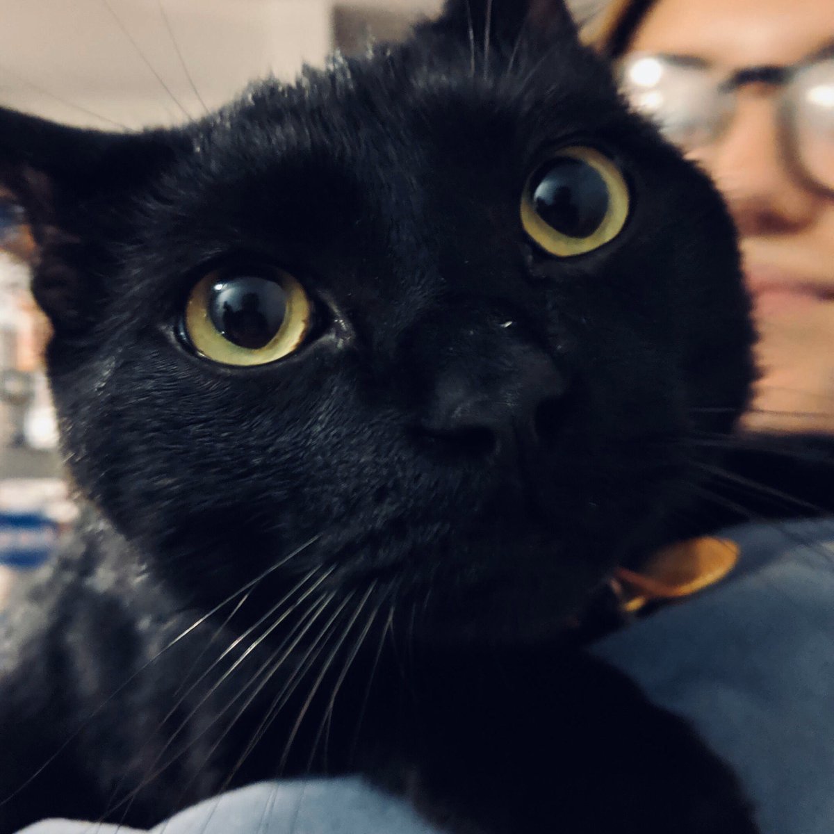 BlueHenSofia's tweet photo. @BlueHenMadisyn Love this! And it’s my sweet boy’s gotcha day! https://t.co/AIrMltFEwo