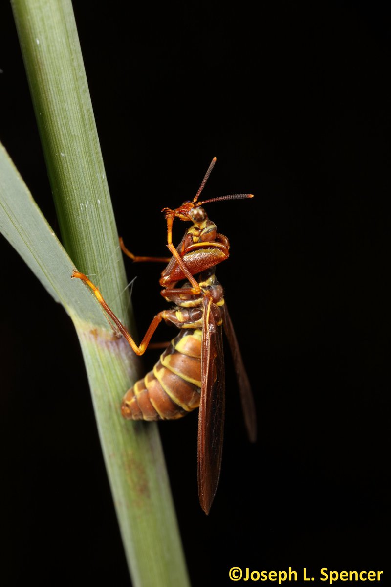talkingrootworm's tweet image. Do your part!  #WashYourHands, your tarsi, or your prey-snatching raptorial legs frequently. Many insects, like this #mantidfly (Fam. #Mantispidae), are commonly seen doing just that after a juicy meal. Keeping clean keeps them in top condition. Do the same friends!  #COVID19US