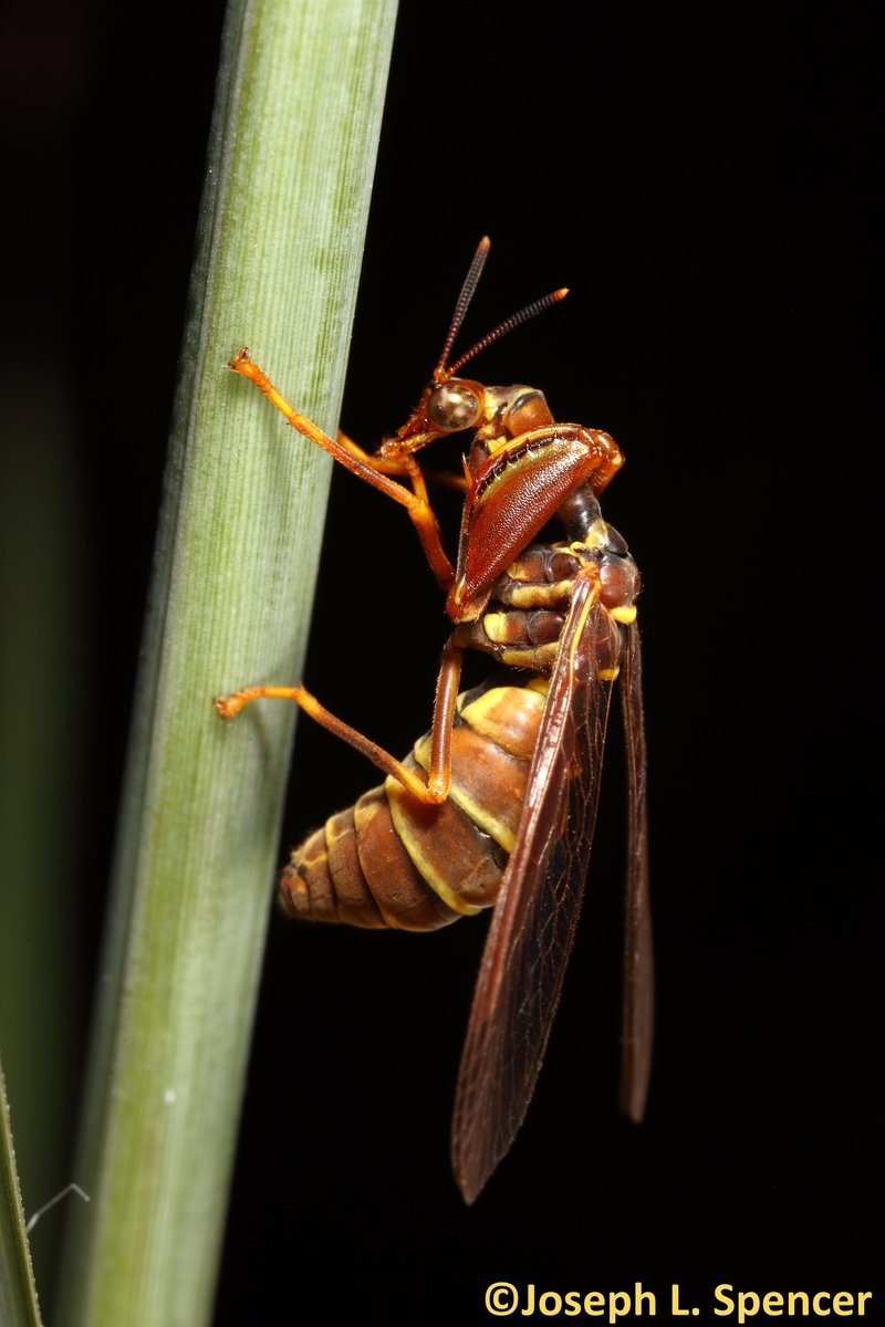 talkingrootworm's tweet image. Do your part!  #WashYourHands, your tarsi, or your prey-snatching raptorial legs frequently. Many insects, like this #mantidfly (Fam. #Mantispidae), are commonly seen doing just that after a juicy meal. Keeping clean keeps them in top condition. Do the same friends!  #COVID19US