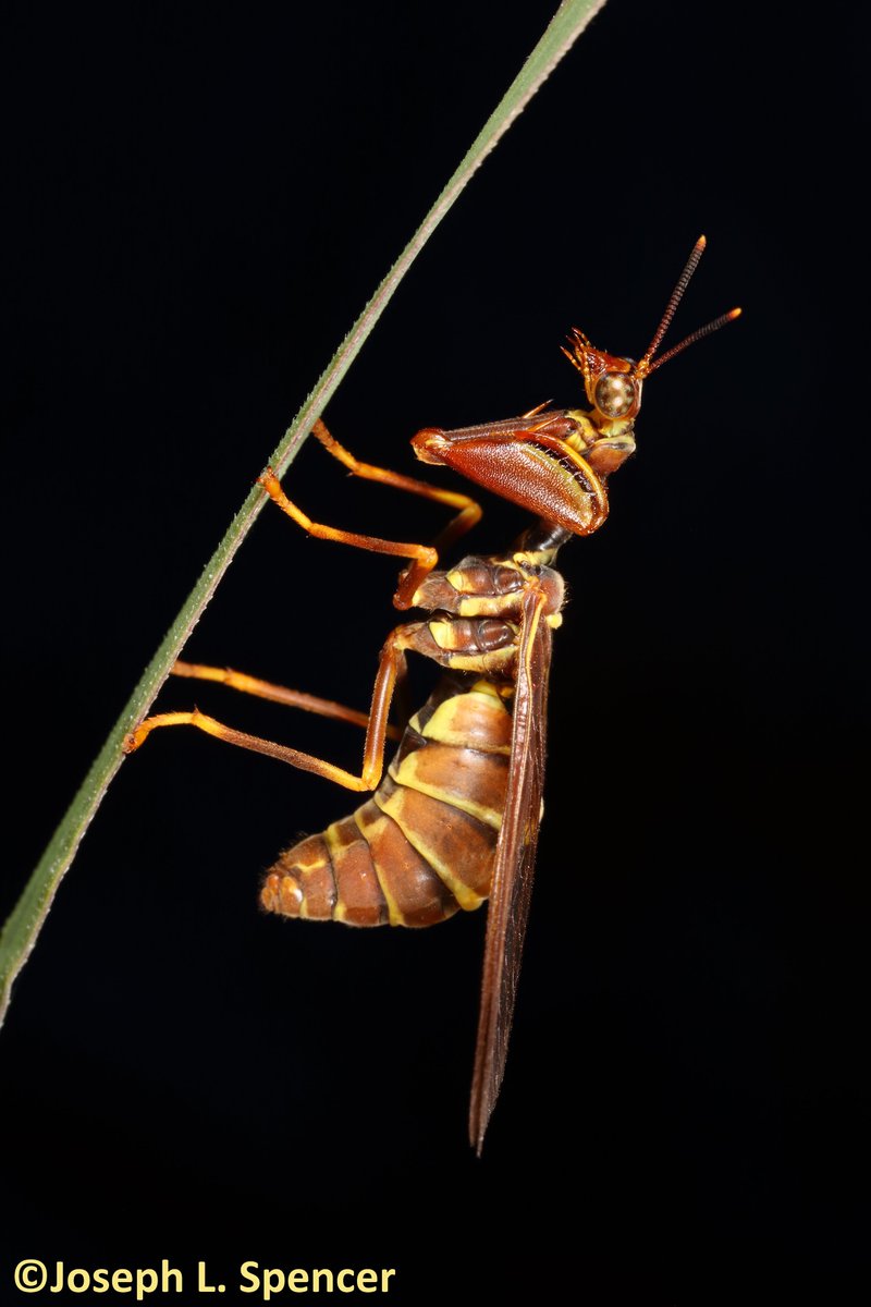 talkingrootworm's tweet image. Do your part!  #WashYourHands, your tarsi, or your prey-snatching raptorial legs frequently. Many insects, like this #mantidfly (Fam. #Mantispidae), are commonly seen doing just that after a juicy meal. Keeping clean keeps them in top condition. Do the same friends!  #COVID19US