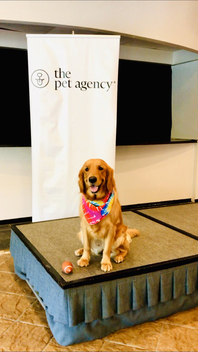 YaidieL's tweet photo. Casting 🎬 The Pet Agency 📸🐾#thepetagencypr #marleythegoldenretrievergirl #pupfluencer #GoldenRetrievers #petfeiendlypr https://t.co/6HHNjeGUyy