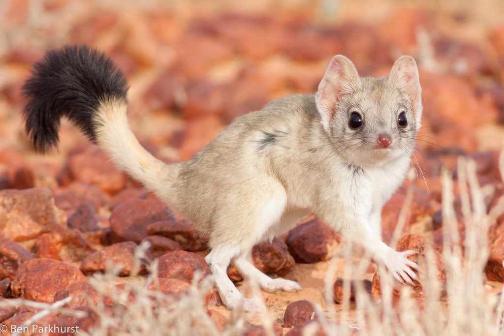 My heart is broken for the Kowari.. I believed in your poofy-ended tail.. 🤣 but its okay, I still think your super cute! #2020MMM