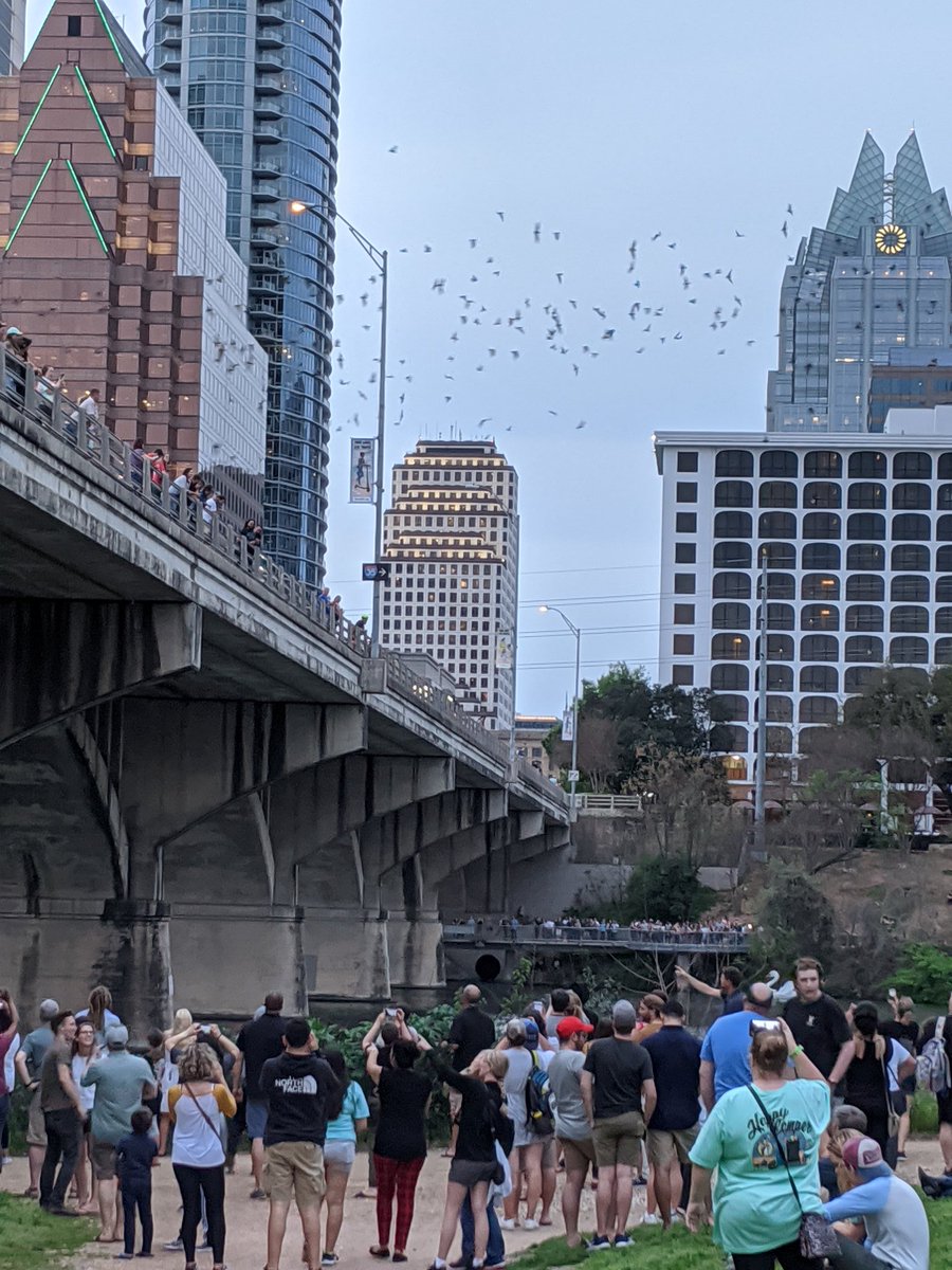 MissJShields1's tweet photo. Enjoying the evening and starting out watching the bats go find food.
#bats #ATX #AltSXSWEDU https://t.co/qHdsvOyudP