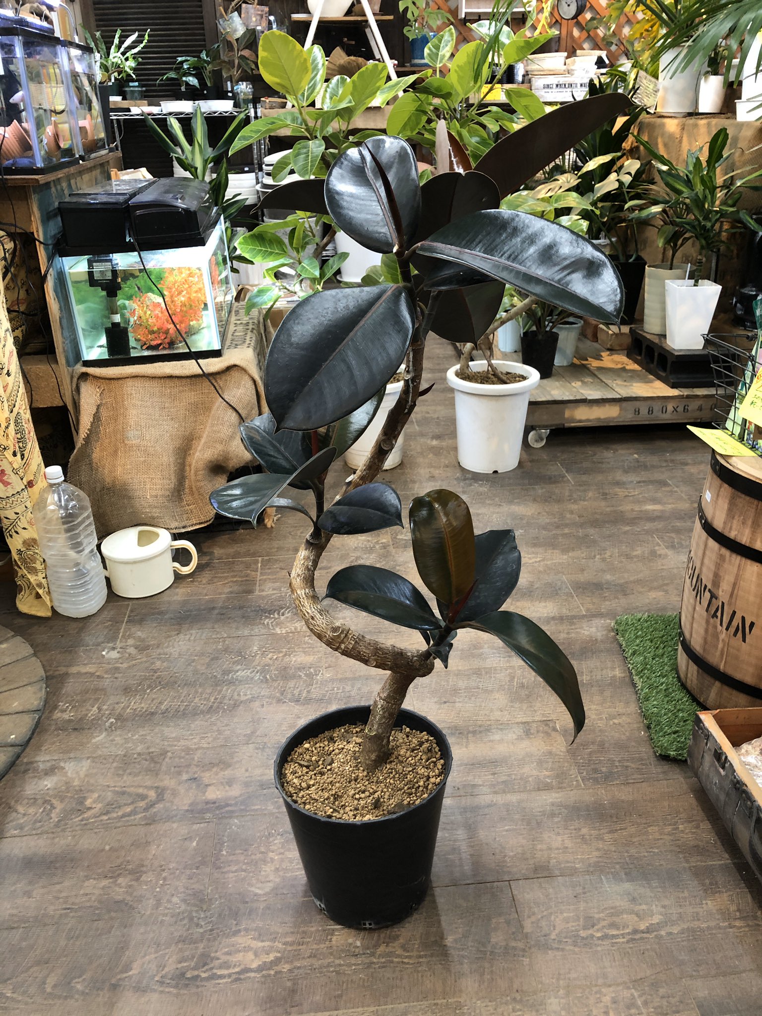 ファニープランツ No Twitter 種名 フィカスバーガンディ 曲がり 耐寒性 耐暗性 特徴 寒さ暗さに強い定番のゴムの木 曲げたスタイルで オシャレなグリーンに 置き場所 5度以上の室内 Funnyplants ファニープランツ 栃木 小山市 観葉植物専門店 インテリア