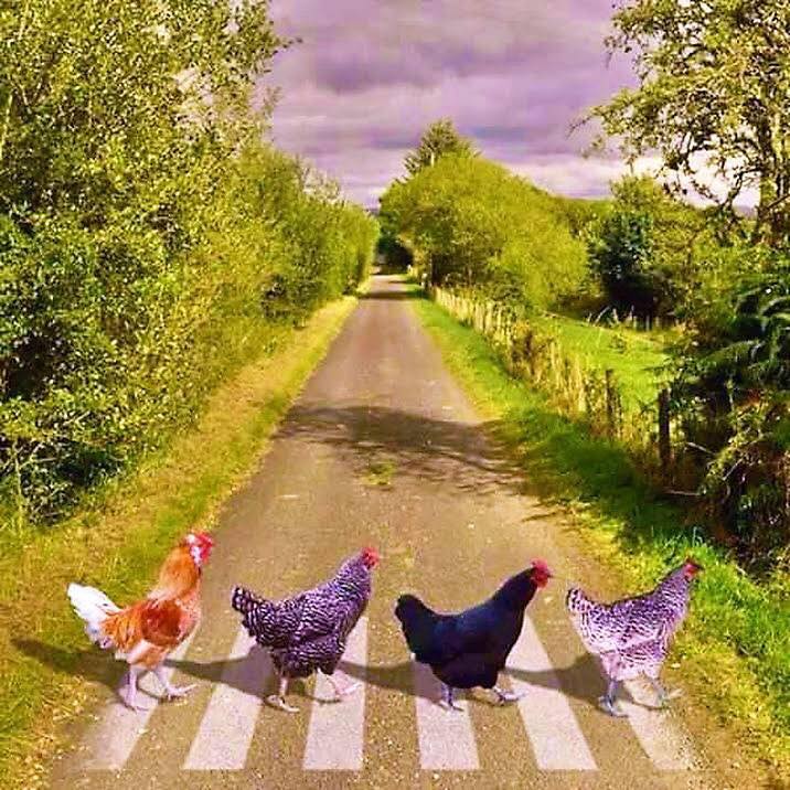 ColaJessice's tweet image. 