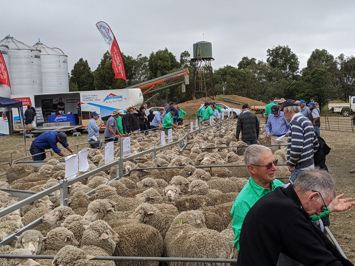 ramsaybaa's tweet photo. @BalmoralBreede1 field day.
148 Merino enthusiasts checking out the 18 drop site evaluation progeny.
Big range in wool, growth, worm resistance & carcase on display.
#AMSEA #Merinomagic https://t.co/NyAMPjWpS1