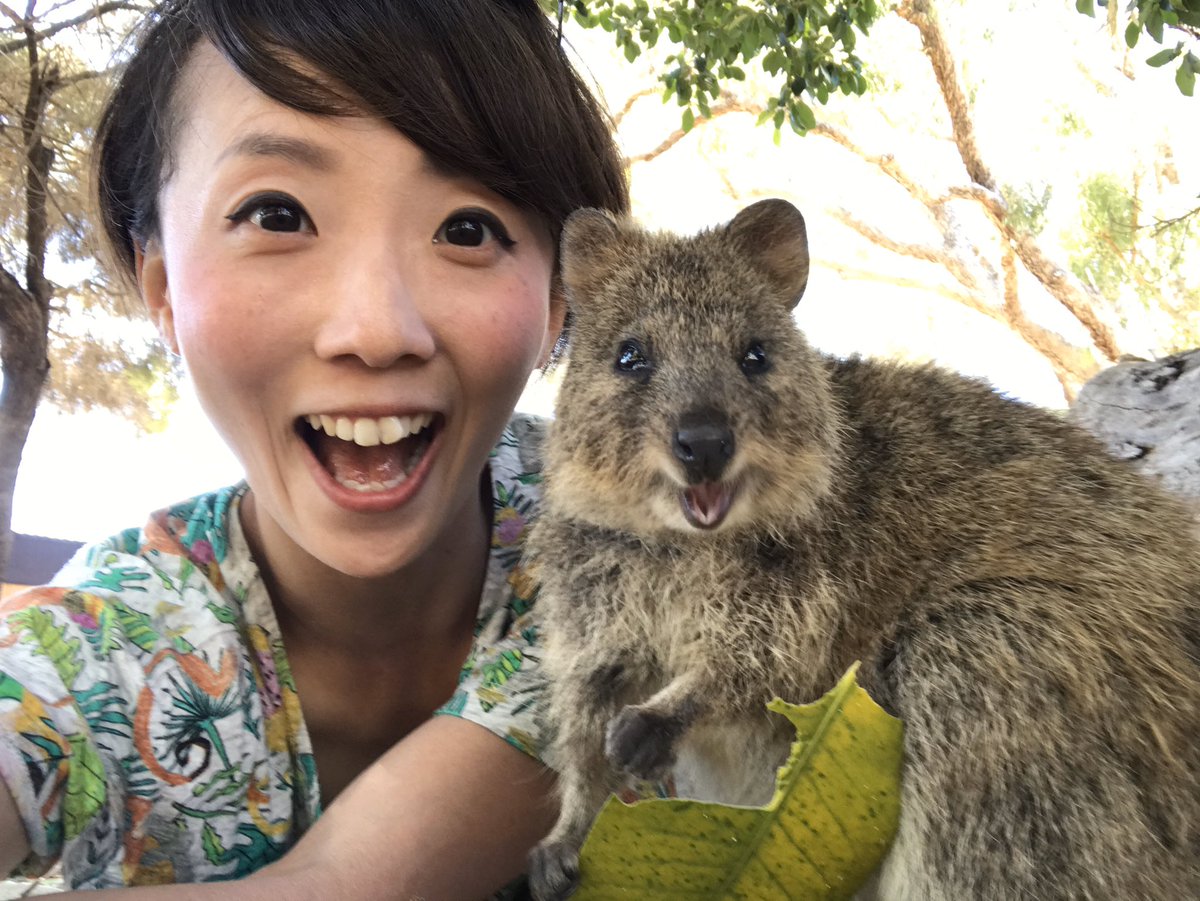Platypus11 Ar Twitter クォッカ本当に野生動物と思えないほど人懐っこいです