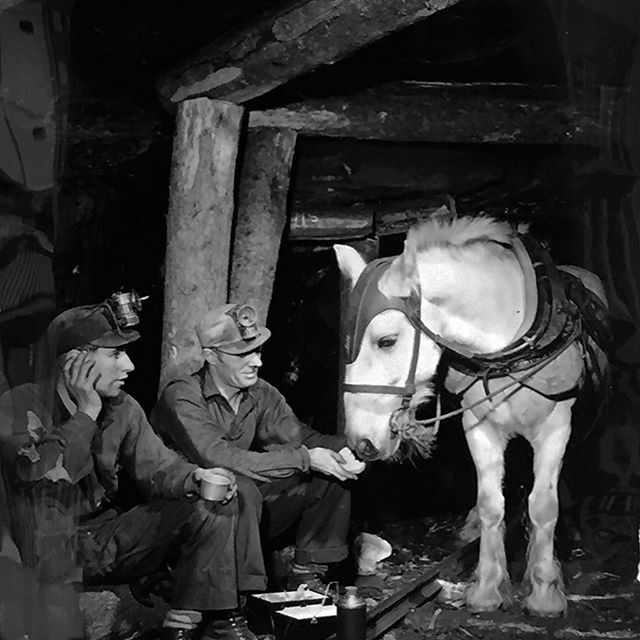 Thanks Peter Higdon Centre for the opportunity to talk about my research labour photographs in the Black Star Photo Collection yesterday! Here's a gem from the Collection: coal miners share their lunch with their work mate, a pit pony, Cape Breton Island… ift.tt/3aOZde6