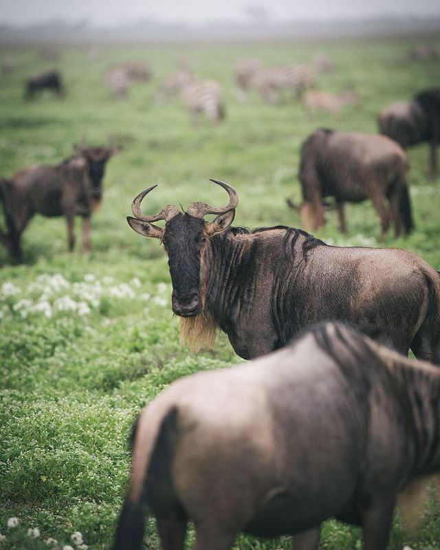 EasyTravelTZ's tweet photo. Each year 2 million hoofed animals begin their clockwise migration in search of fresh grasses and water. 🌿
.
Their numbers swell as they follow the rain, mainly wildebeests but also 700,000 gazelles and 300,000 zebras. 🌧
.
Go at the right time and yo… https://t.co/PrCTT06ESS https://t.co/fcQB4raXlE