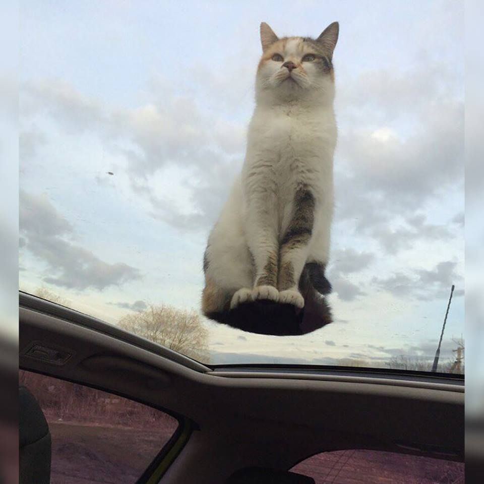 uzaydangelen74's tweet photo. Bence #Covid_19 daha tehlikeli olan fırsatcı ve zalim insanlar keşke hepsi ölse dünya daha da güzel olucak eminim ama kanıtlayamam.
böyle izliyorum sadece🙂
#coronatuerkiye #cekirge #Corona #Kabe #hayirlicumalar #günaydın #CoronaOutbreak #tatil #Metro #HayırlıSabahlar #bimde https://t.co/3T17pJtqI0