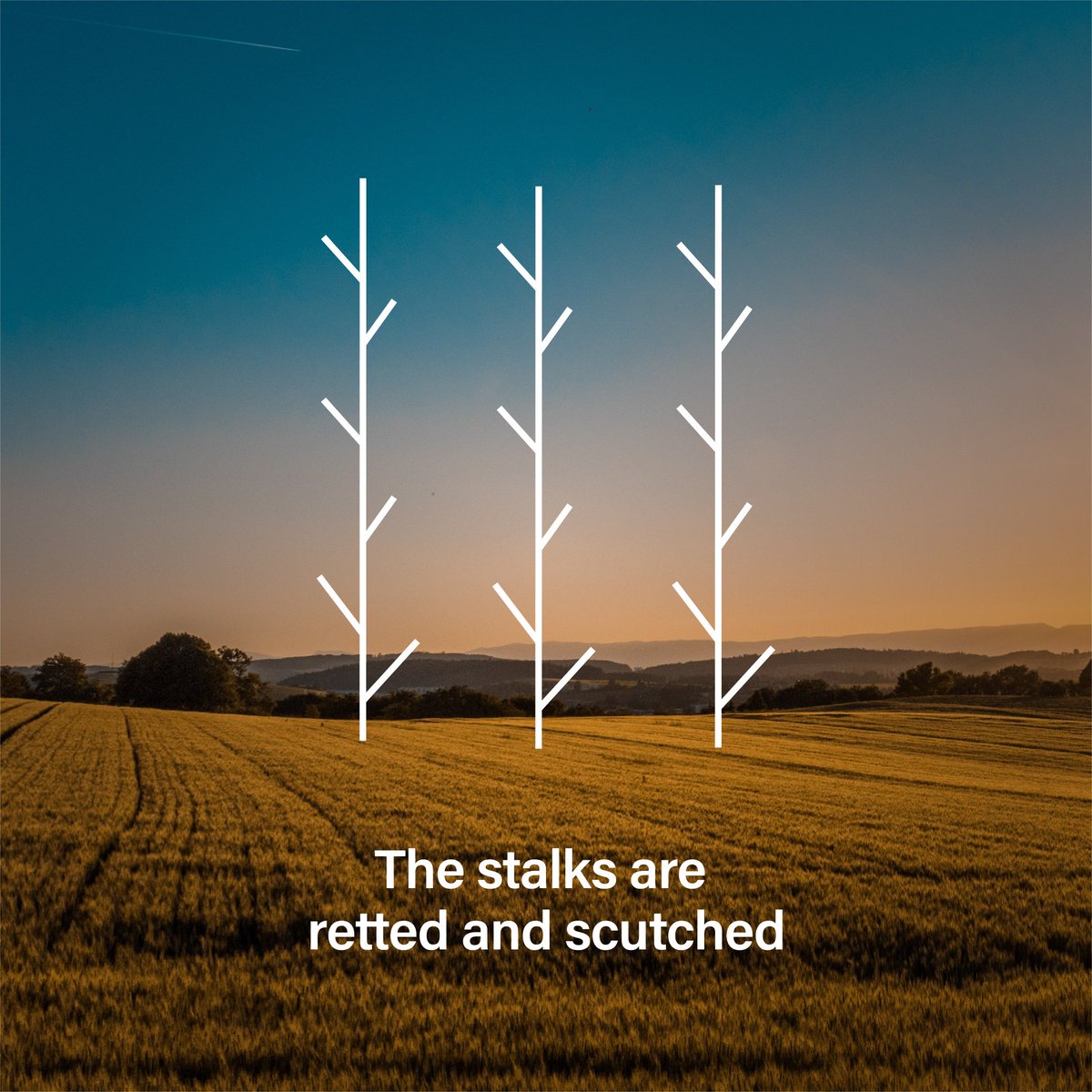 LinenClub's tweet photo. When you wear a linen shirt, do you ever wonder how it is made? This is the story of linen, from flax stalk to shirt.
.
.
#LifeinLinen #LinenLifestyle #LinenLife #LinenClub #journey #testofstrength #testoflife #smoothandshine #Linen #touchofmodern #touchofclass https://t.co/x2JcTqZXhP