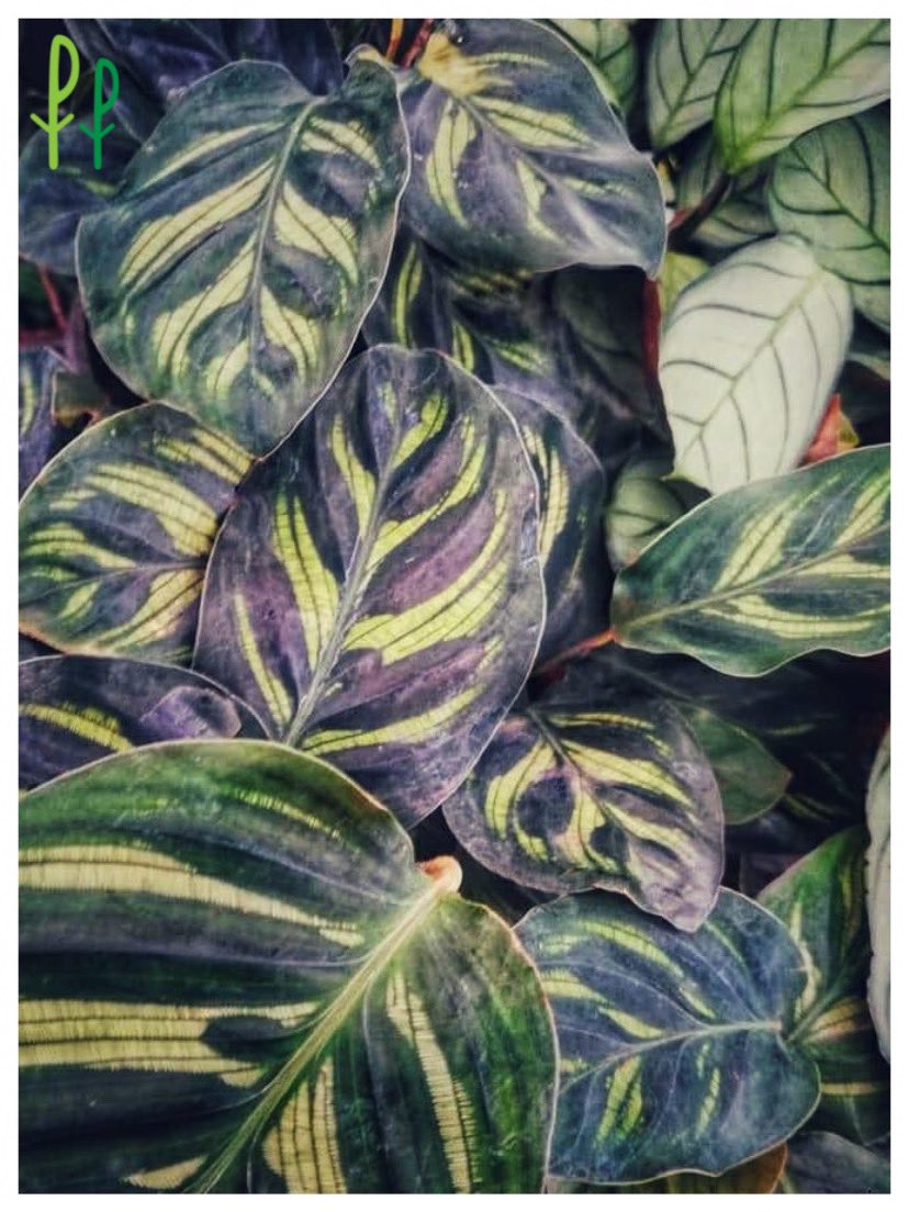 PlantTweeple's tweet photo. When leaves look like a water colour painting, then be rest assured that it is #CalatheaMakoyana. It was sold out on day one as soon as we put it up for sale last time. Coming back to #PlantPeople studio on public demand 💚 https://t.co/zgAneMRNQ5