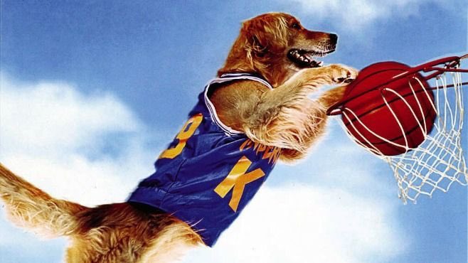 BaxterVetClinic's tweet photo. It’s March Madness at The Inn at Baxter Vet!
Now through the end of March, book two or more consecutive days and get an extra day FREE!  Email theinn@baxtervet.com or call 803-547-8387 to take advantage of this baller deal! 🍀🏀🍀🏀 https://t.co/hNV3gIu8wc