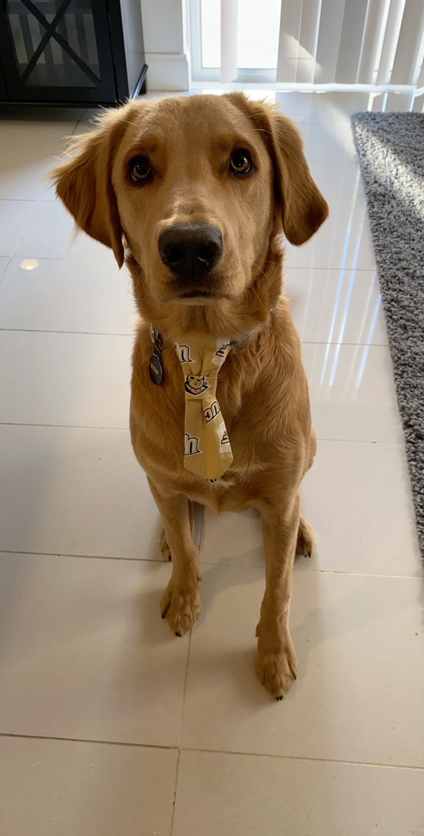 mattt_1996's tweet photo. @UCFKnights Kylo rocking the UCF tie! #GKCO https://t.co/MdMg8L1JM5