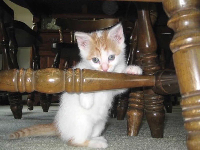 KittenChuck's tweet photo. #TBT #CatsOfTwitter #Cats #ThrowbackThursday https://t.co/dgS8Ce6pOE