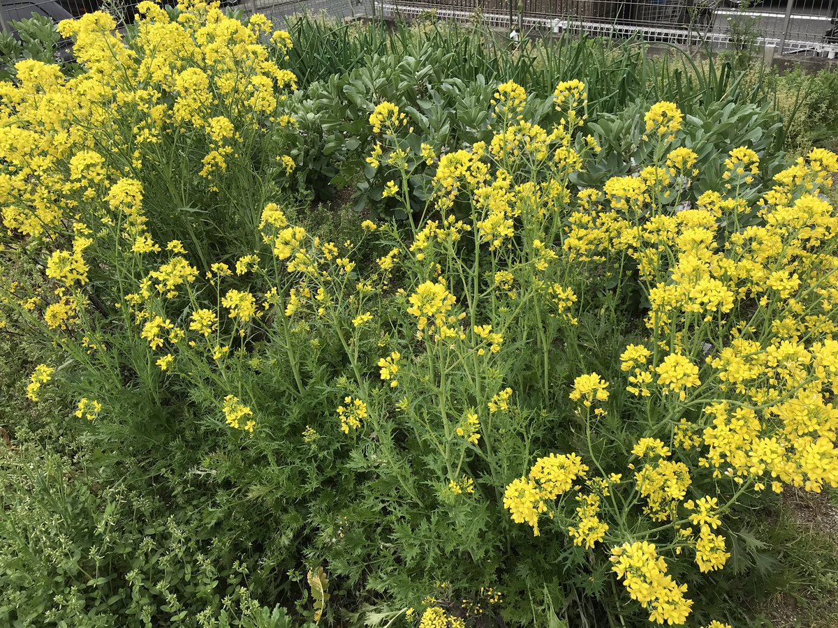 丸山宗利a K A まう山 庭にいろいろ野菜の花が咲いて 虫がたくさん来てにぎやかになっています これ なんだと思います 正解はミズナです ちなみにアブラナ 菜の花 も同種で それぞれ改良品質 カブもハクサイもチンゲンサイも同じです 花を食べ