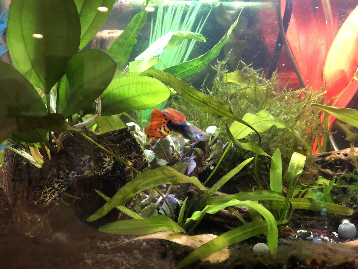 Day 9.5/ #shrimptankOmg the live aquarium plants got here wayyyyyy early also!These were supposed to get here next week or the week after!! Why, amazon sellers of live things, whyyyyy???Well, here we go. 