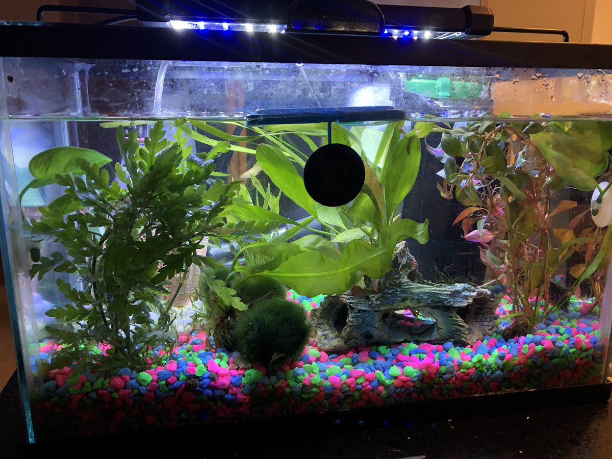 Day 9.5/ #shrimptankOmg the live aquarium plants got here wayyyyyy early also!These were supposed to get here next week or the week after!! Why, amazon sellers of live things, whyyyyy???Well, here we go. 