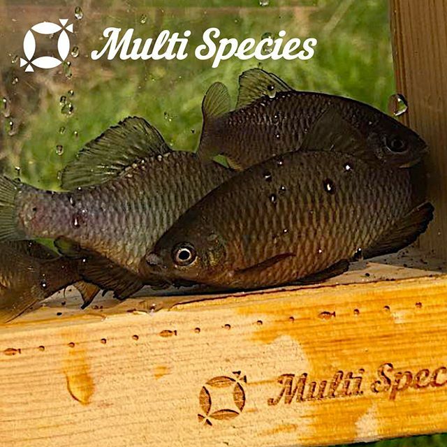 multispecies11's tweet photo. #multispecies #マルチスピーシーズ #multispeciesfishing #マルピ#fish #魚 #釣り #fishing #fishgram #instafish #がさがさ #ガザガザ #アブラボテ #タナゴ釣り　#タナゴ　#琵琶湖 https://t.co/QtCS5uWrtt