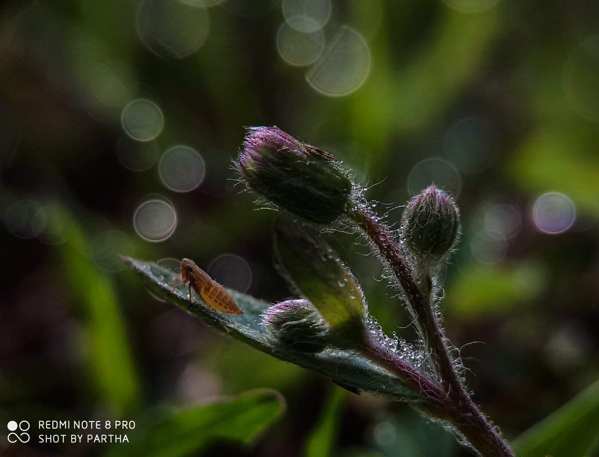 Parthac121's tweet photo. In the lap of bokeh world
#redminote8p #macro
@XiaomiIndia https://t.co/zYYKNmvzly