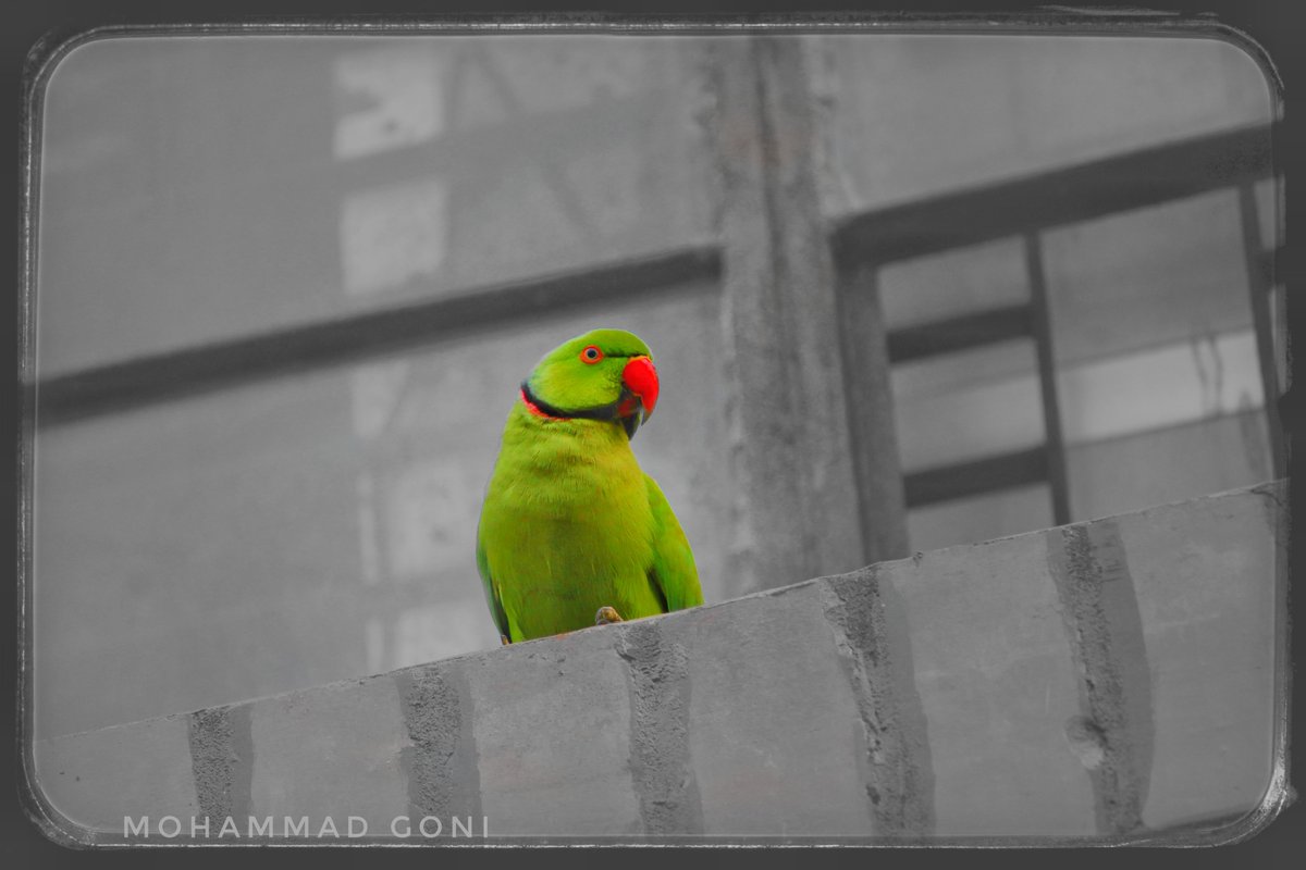 mohammad_gonii's tweet photo. #ju_photography #photography #photographer #jahangirnagar_university #Dhaka #Bangladesh #birdphotography #mohammad_goni #goni https://t.co/5mGTnpcIgk