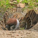 「気持ちい」砂浴びをしているスズメが可愛すぎて話題に