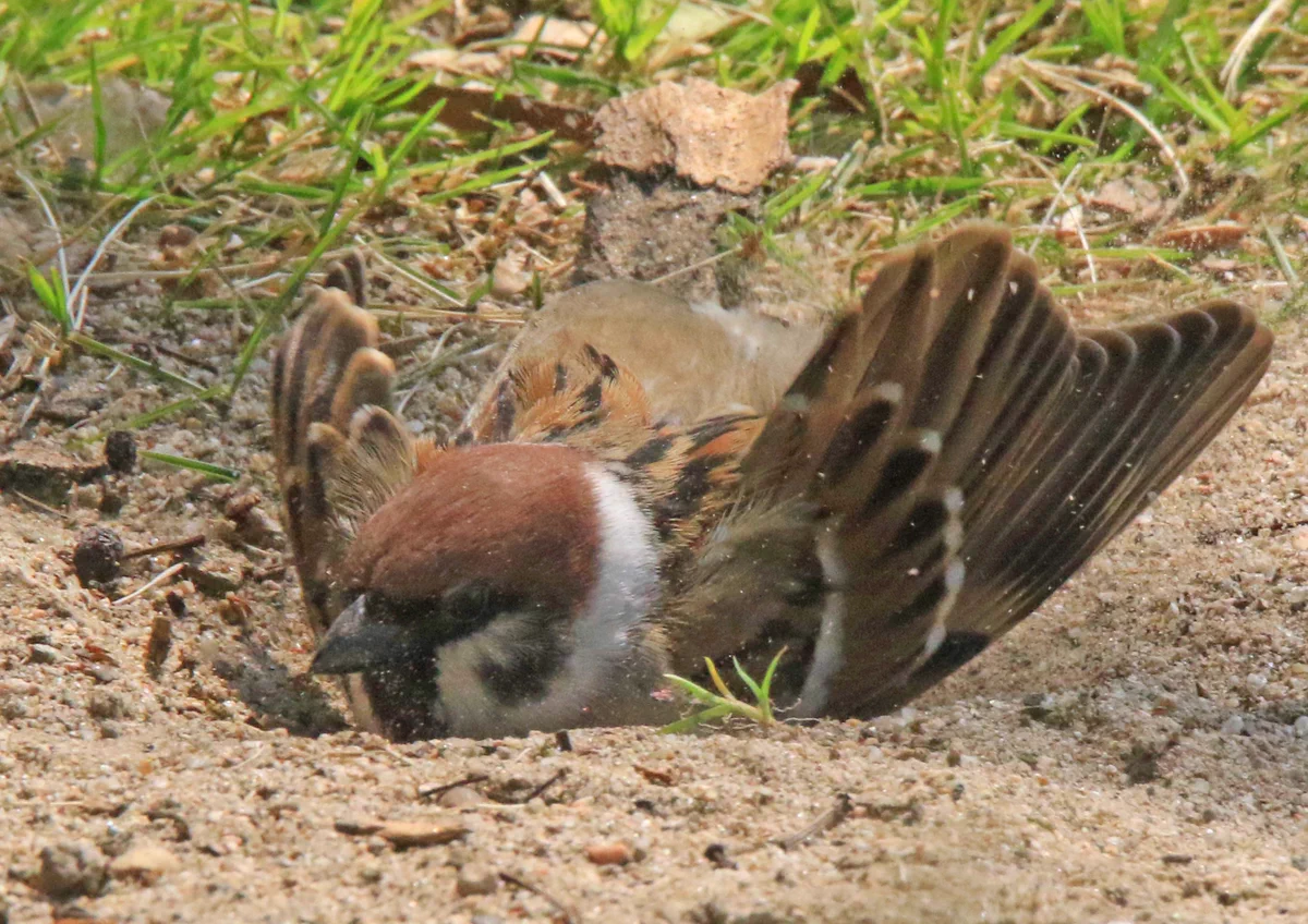 「気持ちい」砂浴びをしているスズメが可愛すぎて話題に