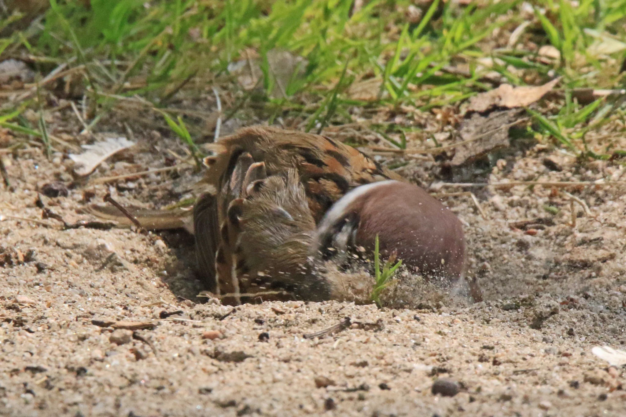 「気持ちい」砂浴びをしているスズメが可愛すぎて話題に