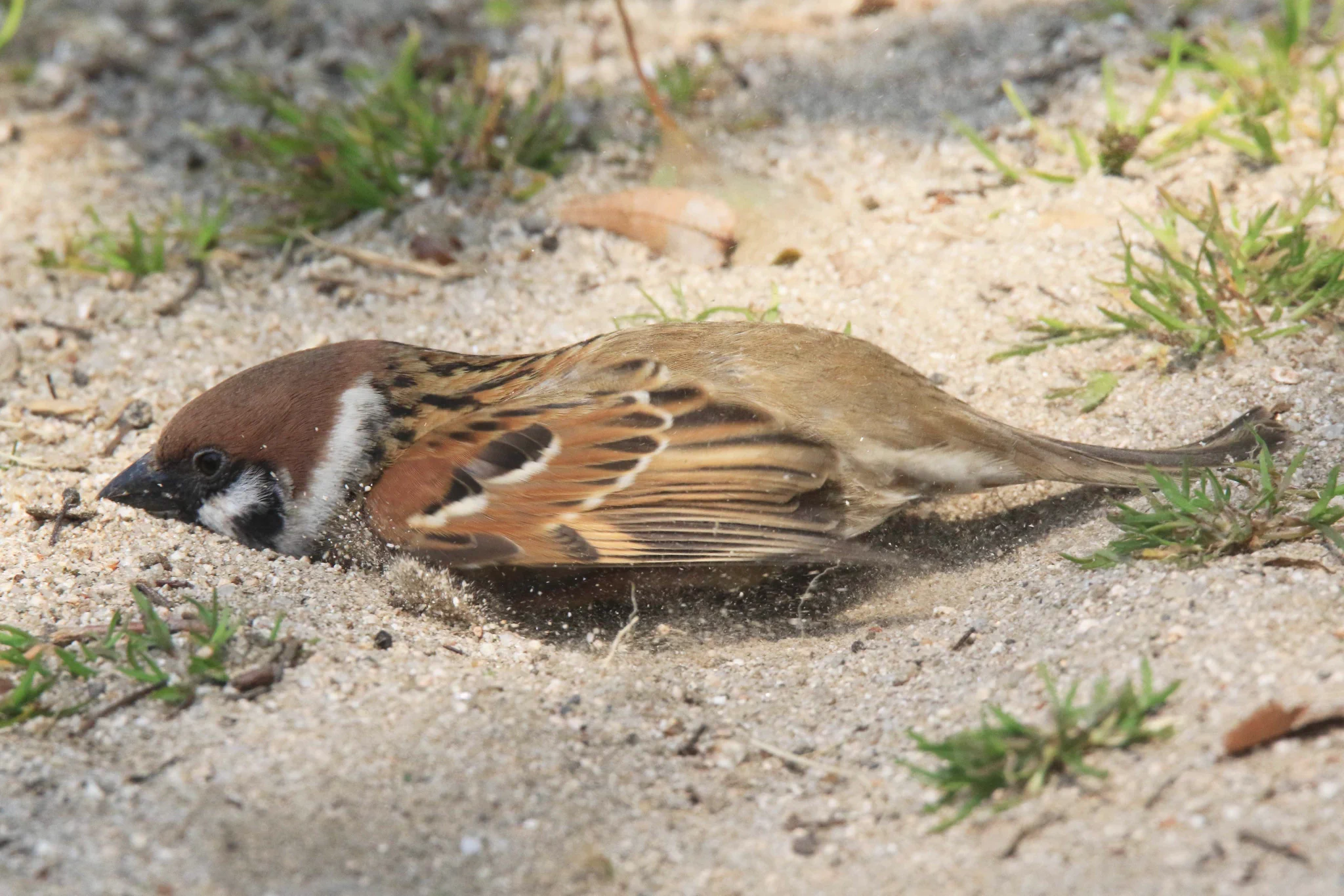 「気持ちい」砂浴びをしているスズメが可愛すぎて話題に