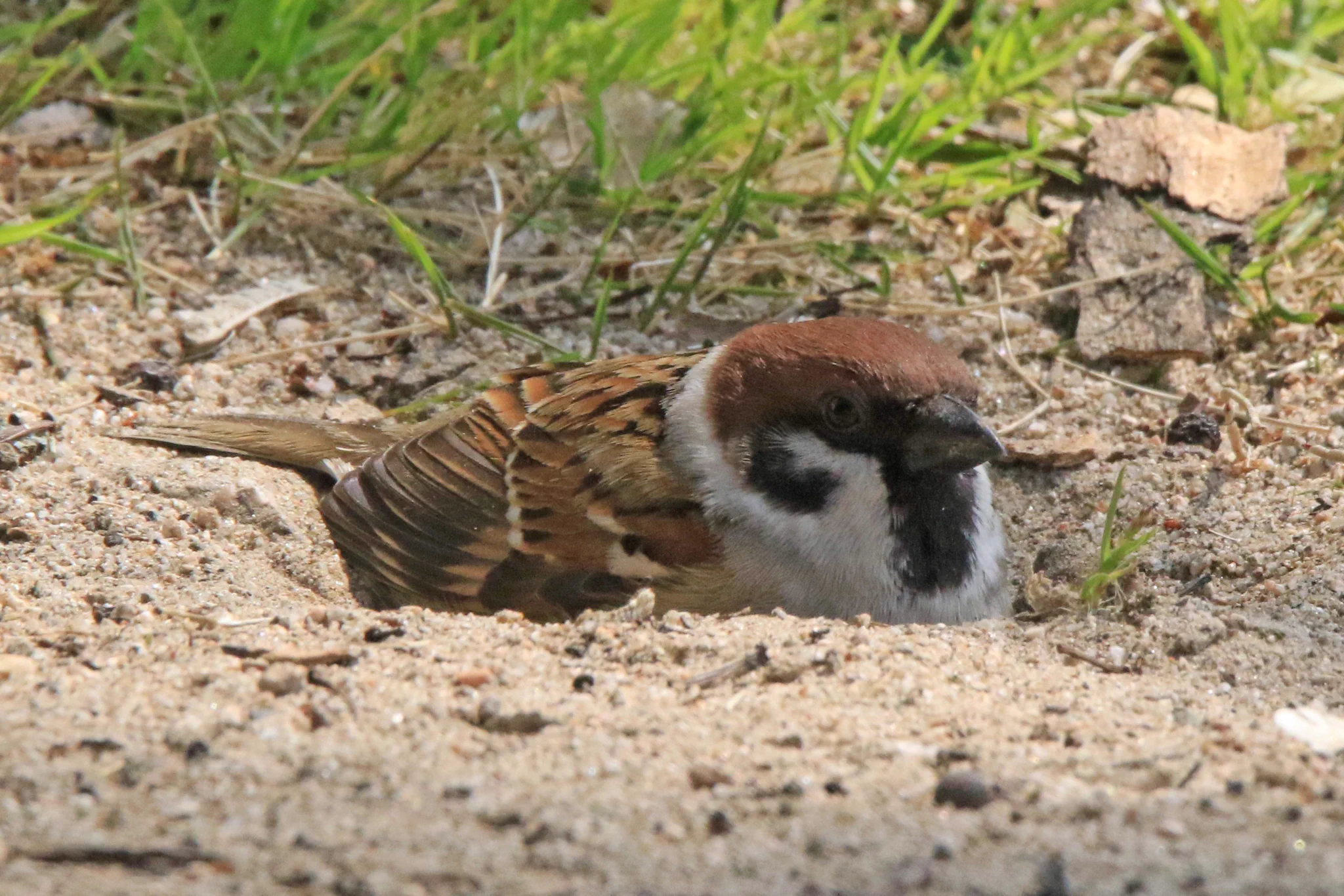 「気持ちい」砂浴びをしているスズメが可愛すぎて話題に