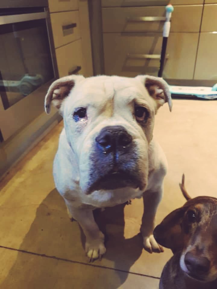 Bulldog Rescue Sa Efbrsa Twitter