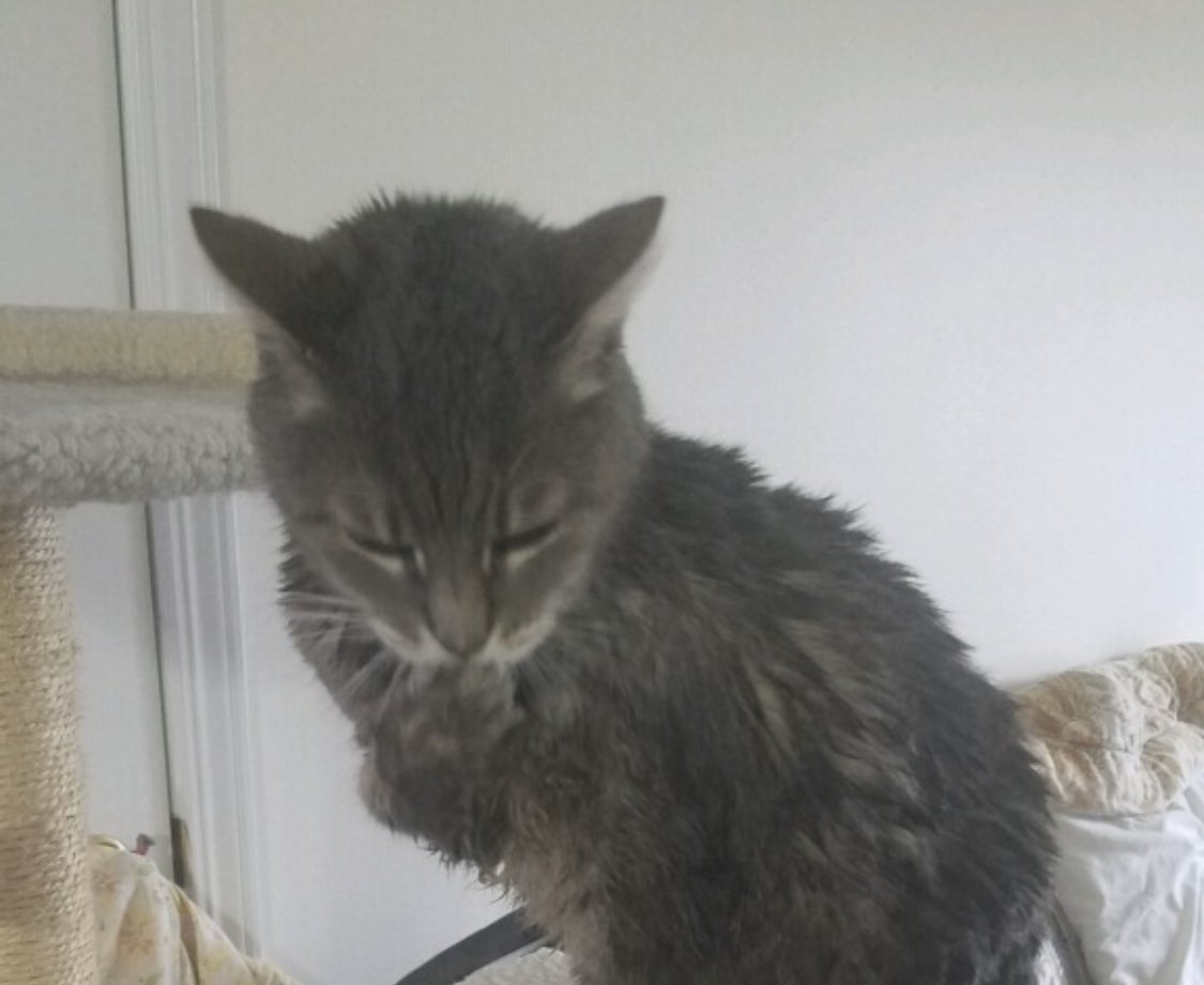 PBluejean's tweet photo. Well, this just happened. Why you bathe me??? 

🤬

Seriously, I’m a cat! I’m self cleaning. https://t.co/OK5TyvUoxQ