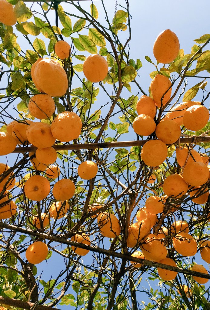 pallideidee's tweet photo. Il buongiorno si vede dall'alzare gli occhi al cielo e...
#limonando https://t.co/xHTEFTsrIE