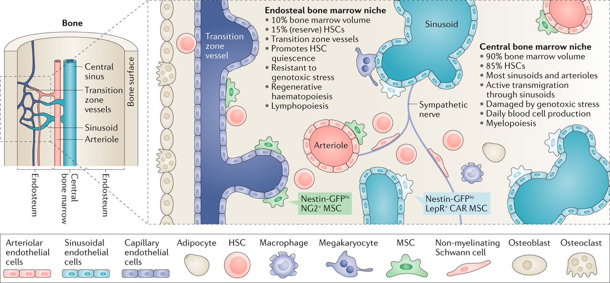 Nature Reviews Cancer (@naturerevcancer) on Twitter photo NEW Perspective by S Méndez-Ferrer et al outlines how the #BoneMarrowNiche contributes to the initiation & the progression of haematological malignancies & suggests guidelines to help overcome existing research challenges. bit.ly/-SMF- <a href="/NatResCancer/">Cancer at Nature Portfolio</a> <a href="/SCICambridge/">Cambridge Stem Cell Institute</a> NEW Perspective by S Méndez-Ferrer et al outlines how the #BoneMarrowNiche contributes to the initiation & the progression of haematological malignancies & suggests guidelines to help overcome existing research challenges. bit.ly/-SMF- <a href="/NatResCancer/">Cancer at Nature Portfolio</a> <a href="/SCICambridge/">Cambridge Stem Cell Institute</a>