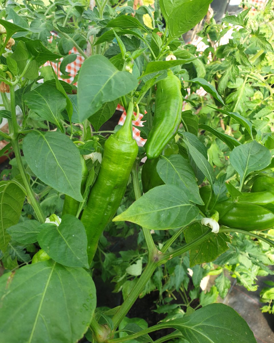 gourmetgarage's tweet image. Peperone Friggitello. Milda, goda peperone från Italien. #friggitelli #friggitello