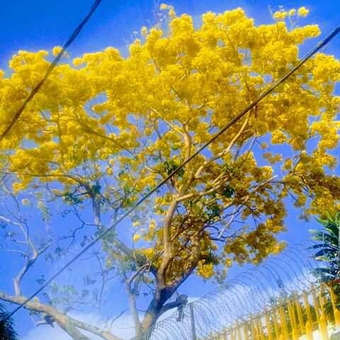 KarliuxRG's tweet photo. La magia de la naturaleza en Chiapas, primavera en invierno!! https://t.co/KJYCRcNHgQ