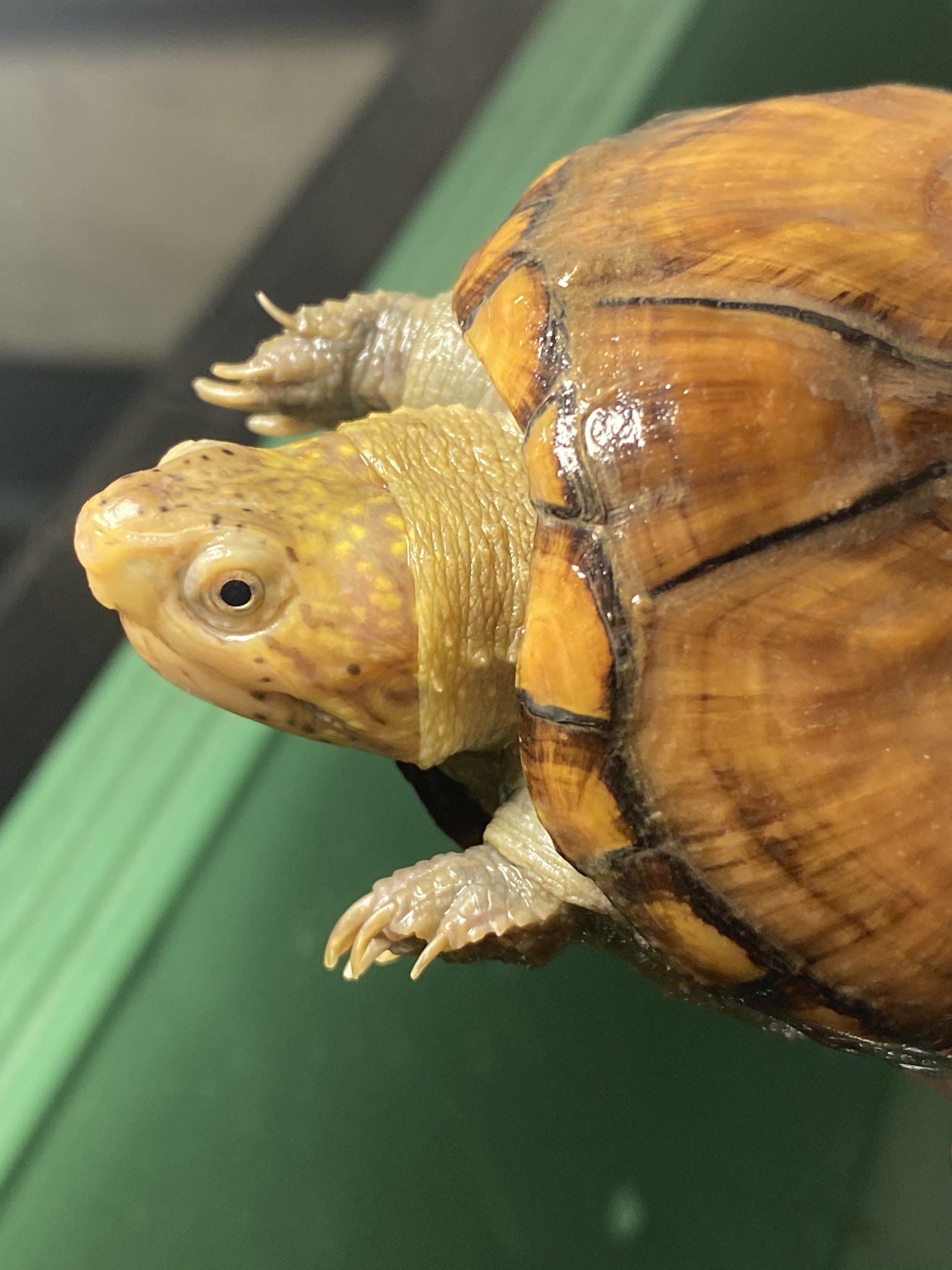 麒麟児 Kirinji 今度は これが ペンシルバニアドロガメ W 満1歳 今度のお題は And まだ 尻尾は発達していませんが成長過程でこんな感じの差があります どっちがどっちかは下のアンケートで発表します T Co Rlkwcgik5e Twitter