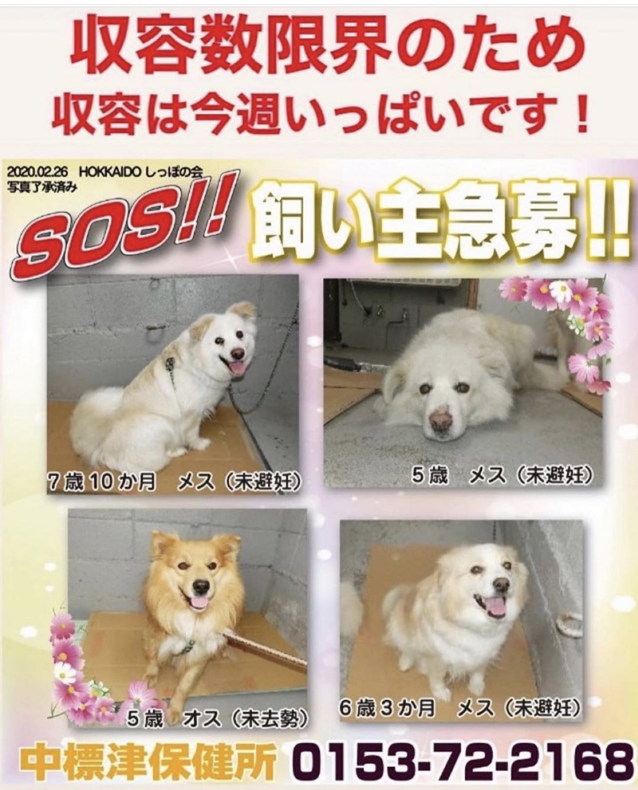 O Xrhsths 大タコちゃん Sto Twitter 北海道中標津保健所生活衛生課 環境衛生 2月末期限 まだ間に合うかもしれません 4頭のワンチャンの命繋がりますように 笑顔のある子です T Co Hivptvat6l 北海道 中標津保健所生活衛生課 ０１５３