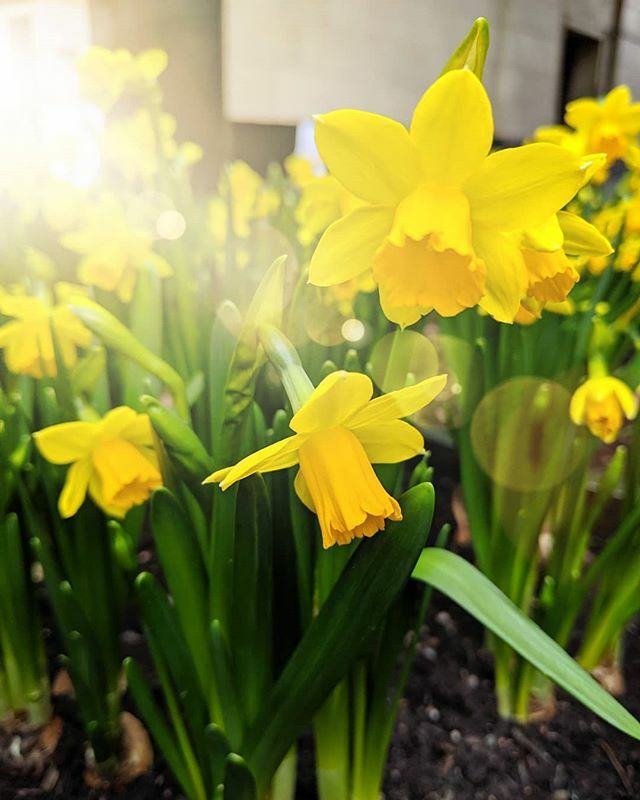 knicker_elastic's tweet photo. Happy St David's Day all! Dydd gwyl Dewi Sant hapus pawb! ☀️ I seem to have taken an unintended Instagram break for a couple of months. 🤔 But the sun is out today at last and we're planning our first day of gardening this year, so I really hope to put a spring back in my ste… https://t.co/kylxmPJM0D