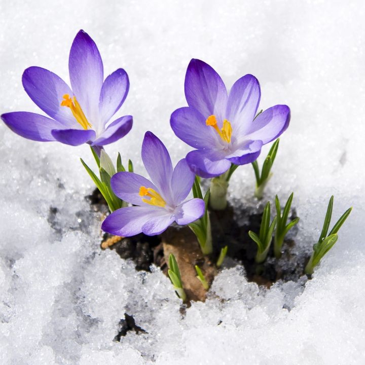 С праздником весны, дорогие друзья! Улыбок, теплоты, яркого света, позитивных мыслей, незабываемых моментов, солнечных, радостных, счастливых дней и взаимной любви. Пусть удача и успех поспешат в ваш дом. 
#spring #flowers #crocus #amazing #весна #крокус #цветы