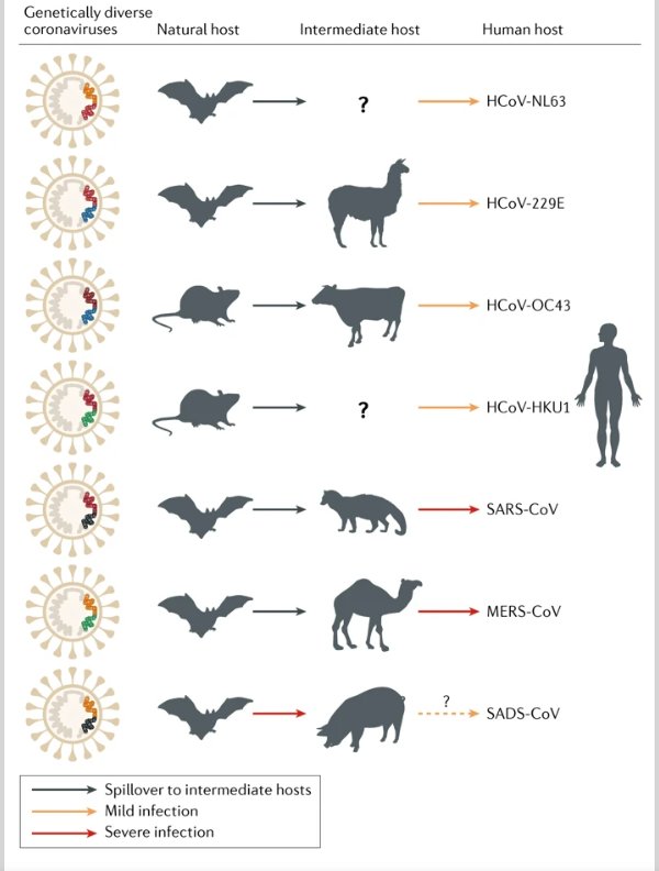 ismaelsaid's tweet photo. El #LavadoDeManos es igualmente efectivo frente a los demás #coronavirus diferentes del #COVID19 y otros virus responsables de resfriados y catarros.
Así que, ¡a lavarse las manos! https://t.co/9jIbbu3bSm