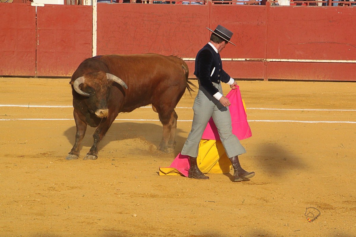 InfoCadaval's tweet photo. 🔴Villamartin (Cadiz) 
📅28 febrero de 2020 
Gran comienzo de temporada 2020 donde después de torear al ralentí al toro de la ganadería de El Torero la tardanza en caer tras la estocada dejó en una oreja la faena de mucho más.📸: @mequusmanagement
#temporada2020 
#AlfonsoCadaval https://t.co/IKoFNkbl1E
