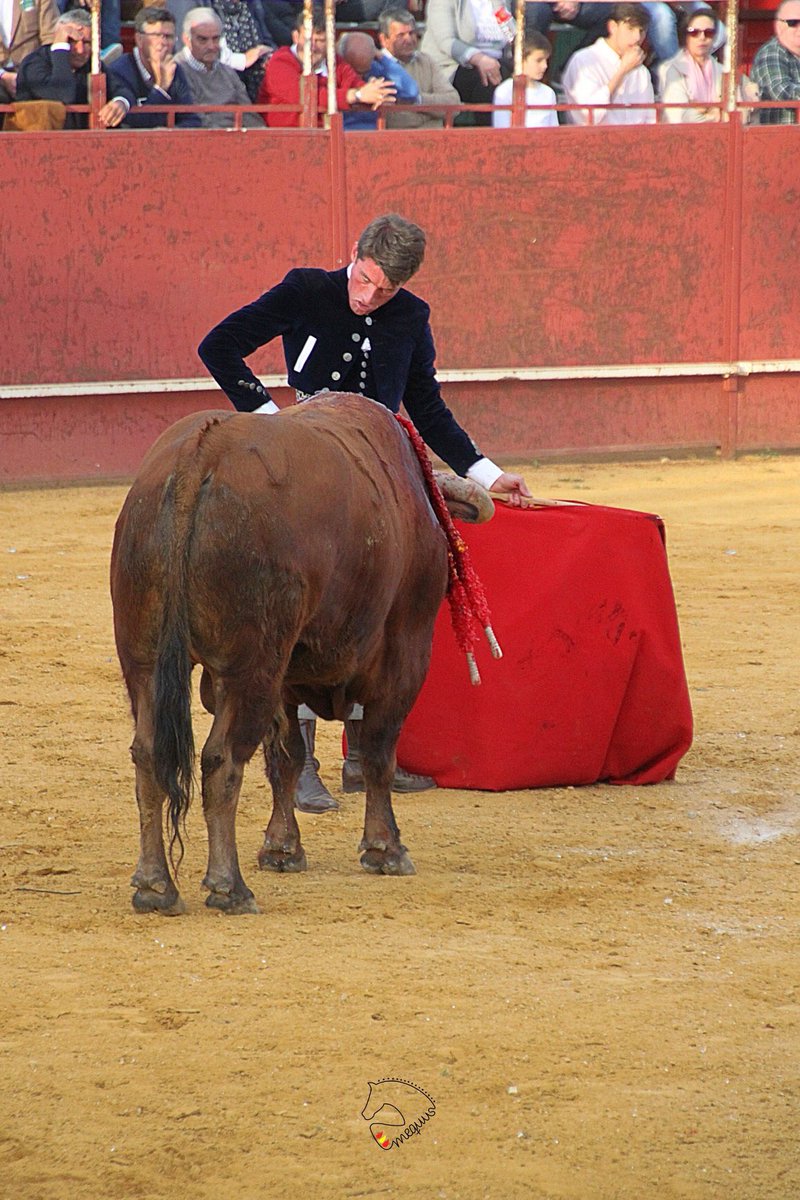 InfoCadaval's tweet photo. 🔴Villamartin (Cadiz) 
📅28 febrero de 2020 
Gran comienzo de temporada 2020 donde después de torear al ralentí al toro de la ganadería de El Torero la tardanza en caer tras la estocada dejó en una oreja la faena de mucho más.📸: @mequusmanagement
#temporada2020 
#AlfonsoCadaval https://t.co/IKoFNkbl1E