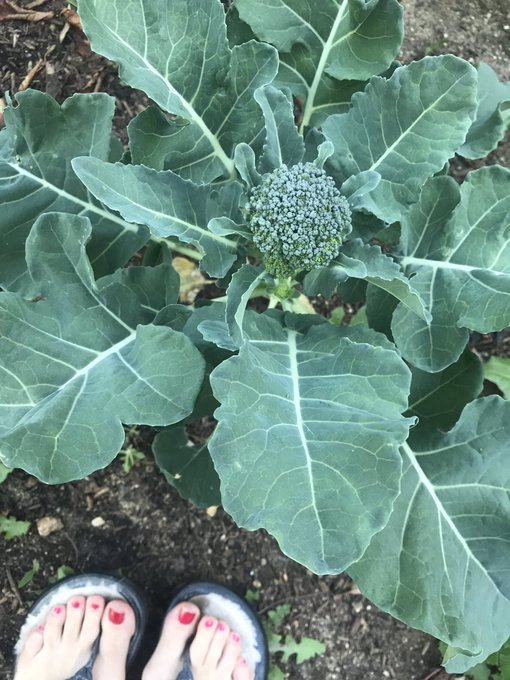 Gardening update! I&rsquo;m growing broccoli and Brussels sprouts 🥰🥺 https://t.co/87QVahFAxn